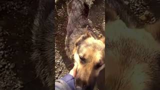 Jock Aus Rumänien - Har