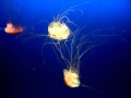 Jellyfish, Osaka aquarium