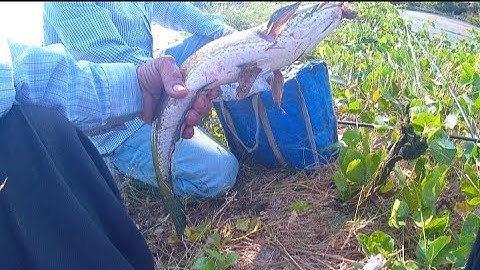 Một Ngày Câu Cá Tân Tập Cần Giuộc Long An