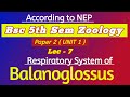 Respiratory System of Balanoglossus #bsc #msc #chordata #balanoglossus #hemichordata #bsc5thsemester