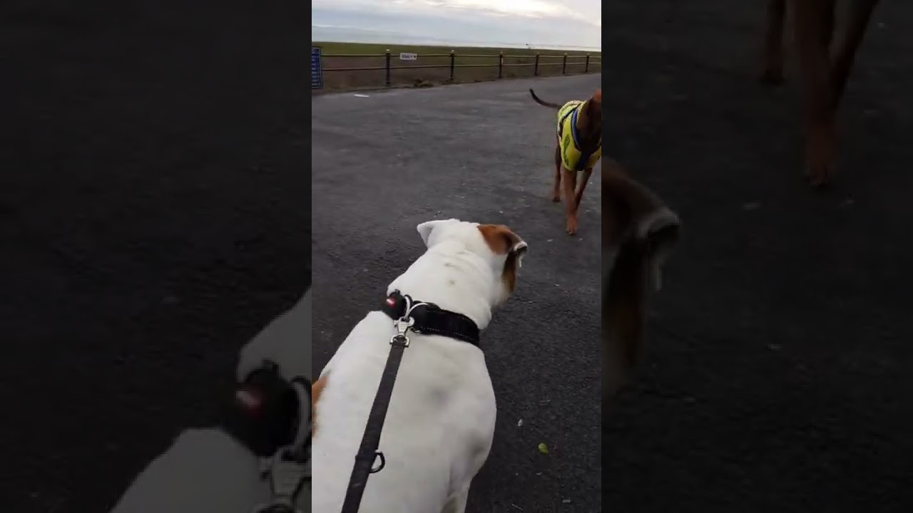 Off Lead Dog Reaction 🐶🇺🇸🇬🇧🤩 