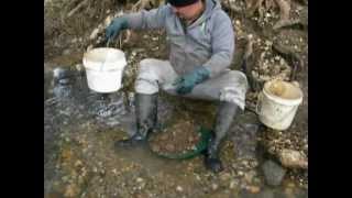 GOLD PANNING TUENA