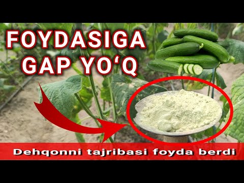 Video: Bodring Uchun Kaliy Monofosfat: Issiqxonada Va Ochiq Maydonda 