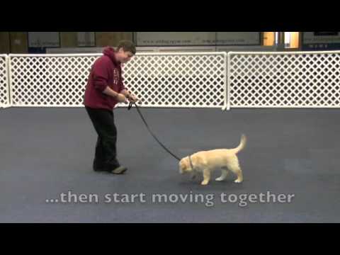 Loose Leash Walking - Step 1