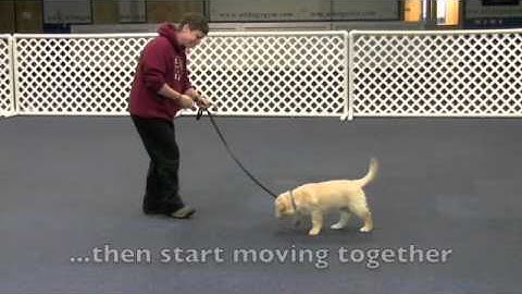 Loose Leash Walking - Step 1