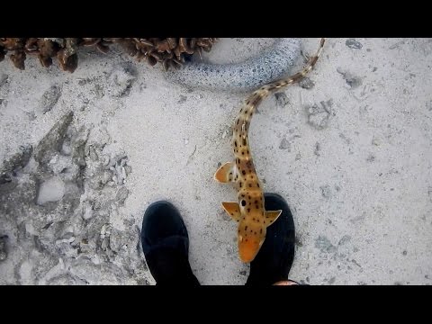 Epaulette shark - the walking shark, hemiscyllium ocellatum. Глазчатая кошачья акула