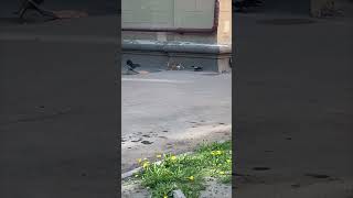 Two Crows Try to Scare a Cat Away