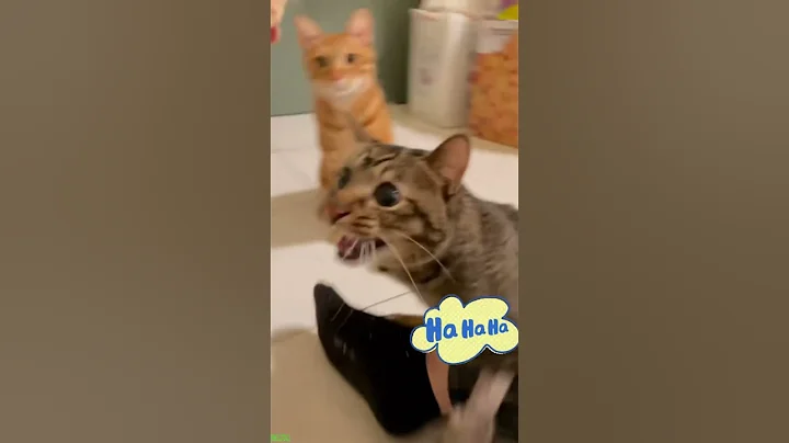 Video 6951431: cat purring loudly, funny cat