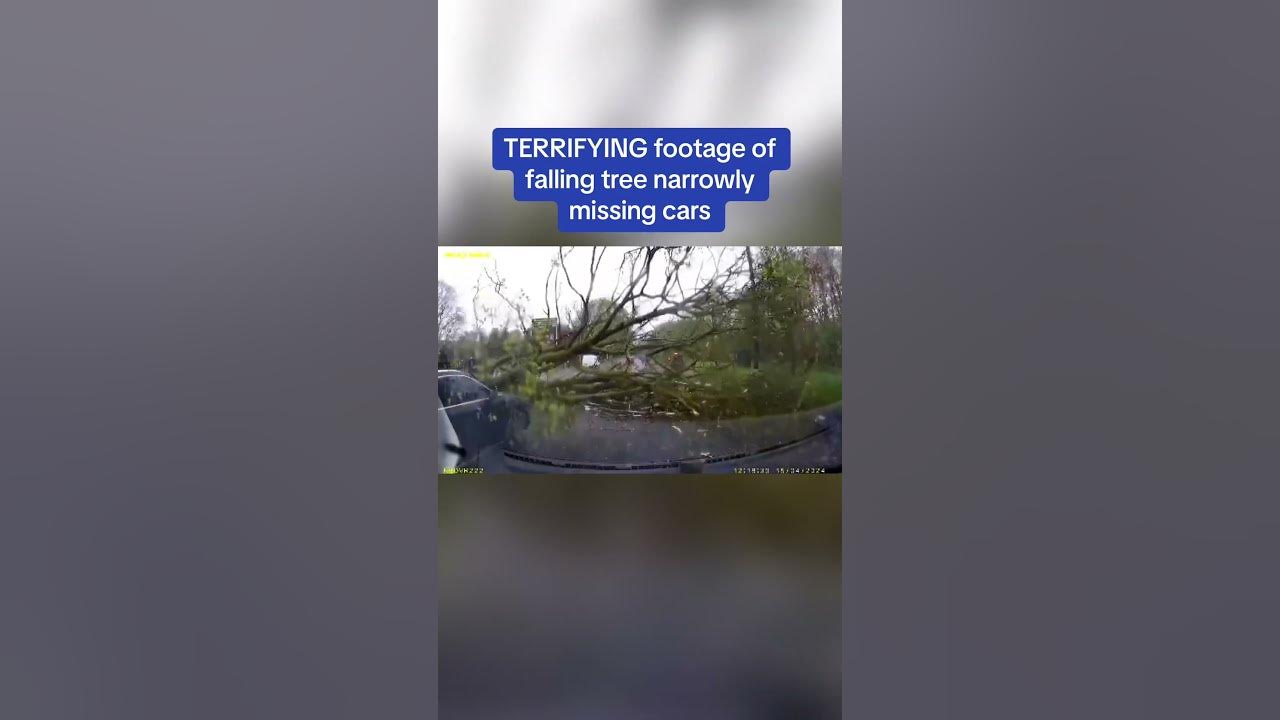 Shocking dashcam footage shows the moment a huge tree CRASHED into the road in Manchester