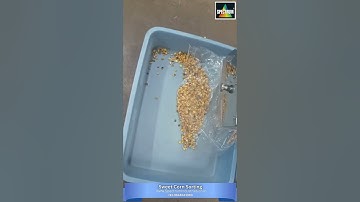 Color Sorting for Sweet Corn - Spectrum Industries