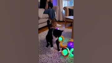 “Cats Try AI Catnip Toys”#cats #cat #animation #funny #ai #shortsfeed #viralvideo #funnyanimals