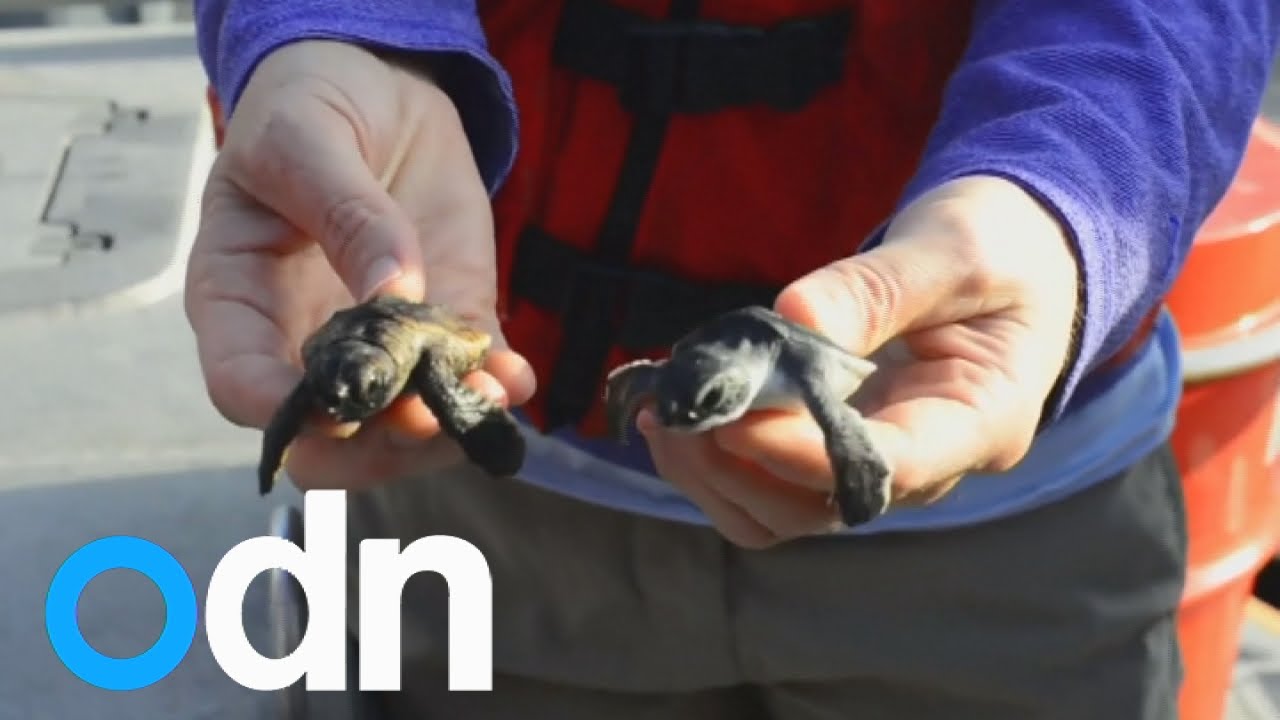 Baby sea turtles released back into the water in Florida - YouTube