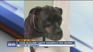 Fate of Lady the dog still unclear