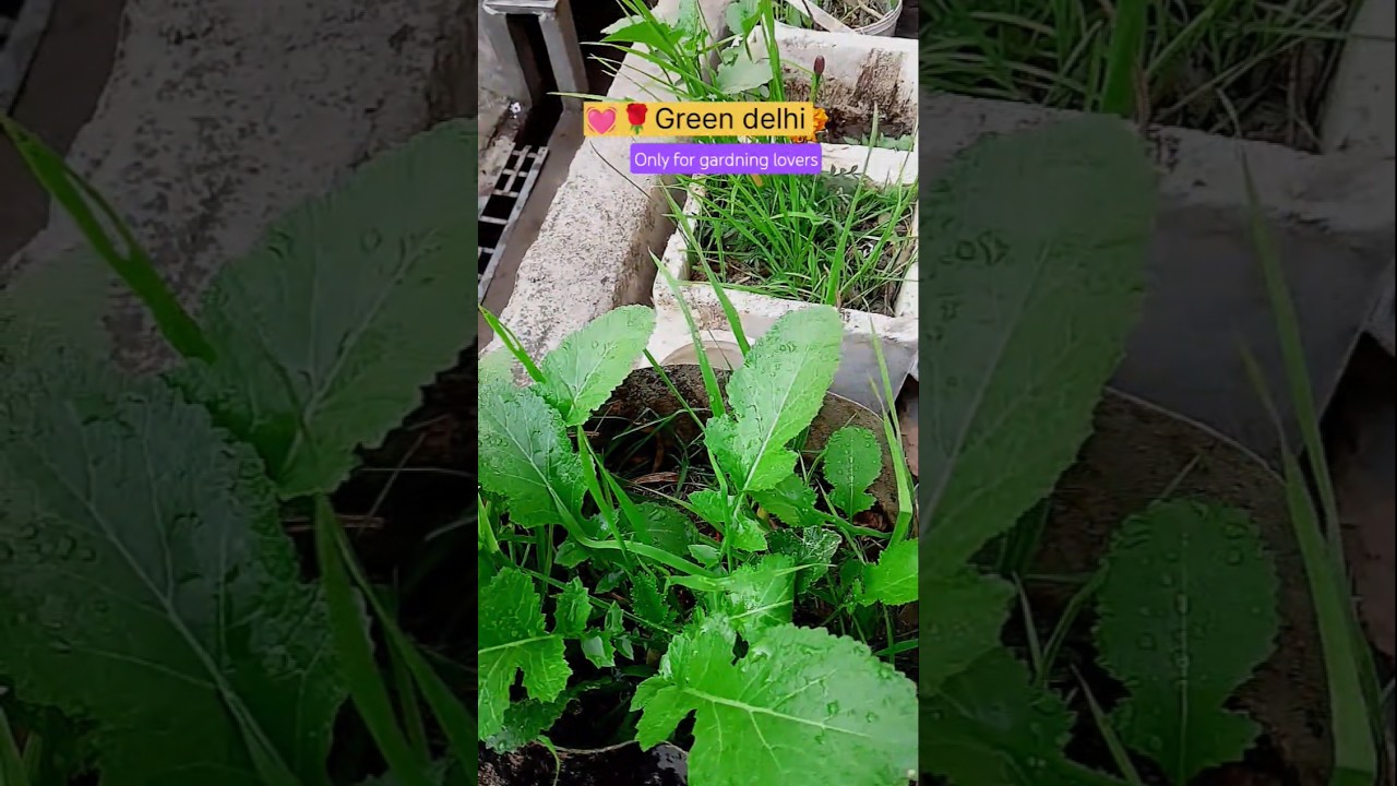 watering plants ☘️😄 