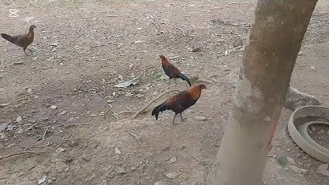 mes nyuam nruag lau qaib dib 9/1/2025