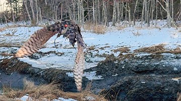 Asja, Finnish Goshawk | Duck Hawking Dec 18, 2025