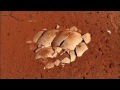 La mega faune australiennelhistoire inscrite dans la pierredocumentaire palontologie