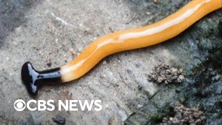 Sightings of toxic hammerhead flatworms on the rise in Canada
