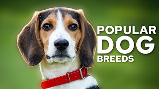 Top 10 Most Popular Dog Breeds by TOP10 1,868 views 8 months ago 5 minutes, 36 seconds