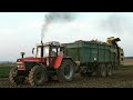 Repná Kampaň 2019 | Ropa Tiger 5 | Zetor 16 245 | Massey Ferguson | PD Radošovce