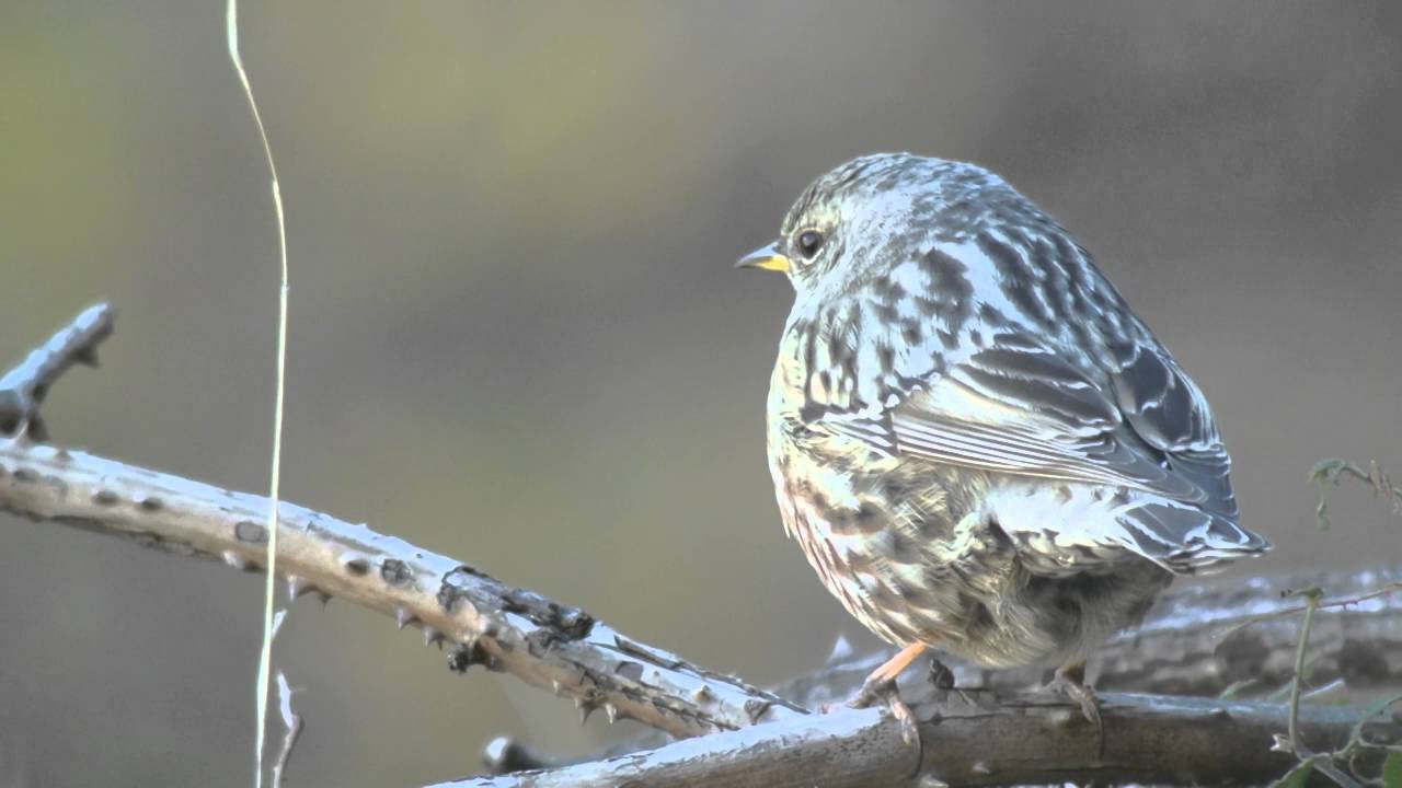Acentor alpino (Prunella collaris) Alpine Accentor 