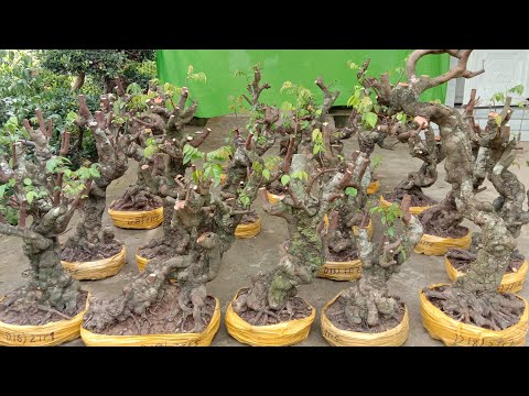 Video khế gân giao lưu giá hữu nghị sđt zalo 0352005254 ngày... - youtube