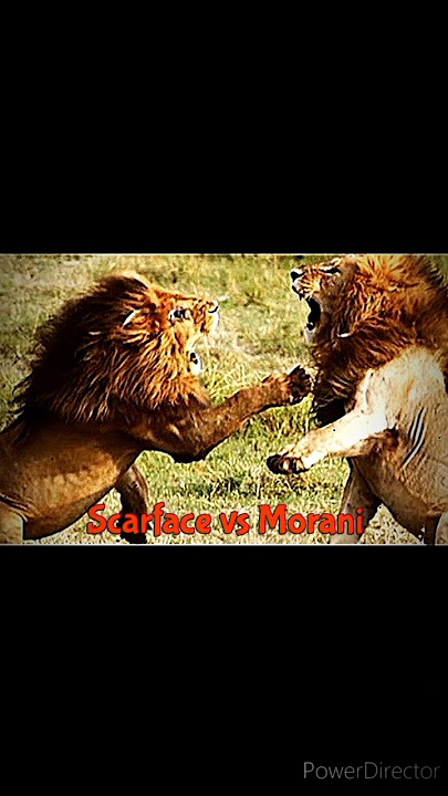 Scarface vs Morani #lionking #lionfight #bigcats #shorts #wildlife #nature #lions #animals #africa