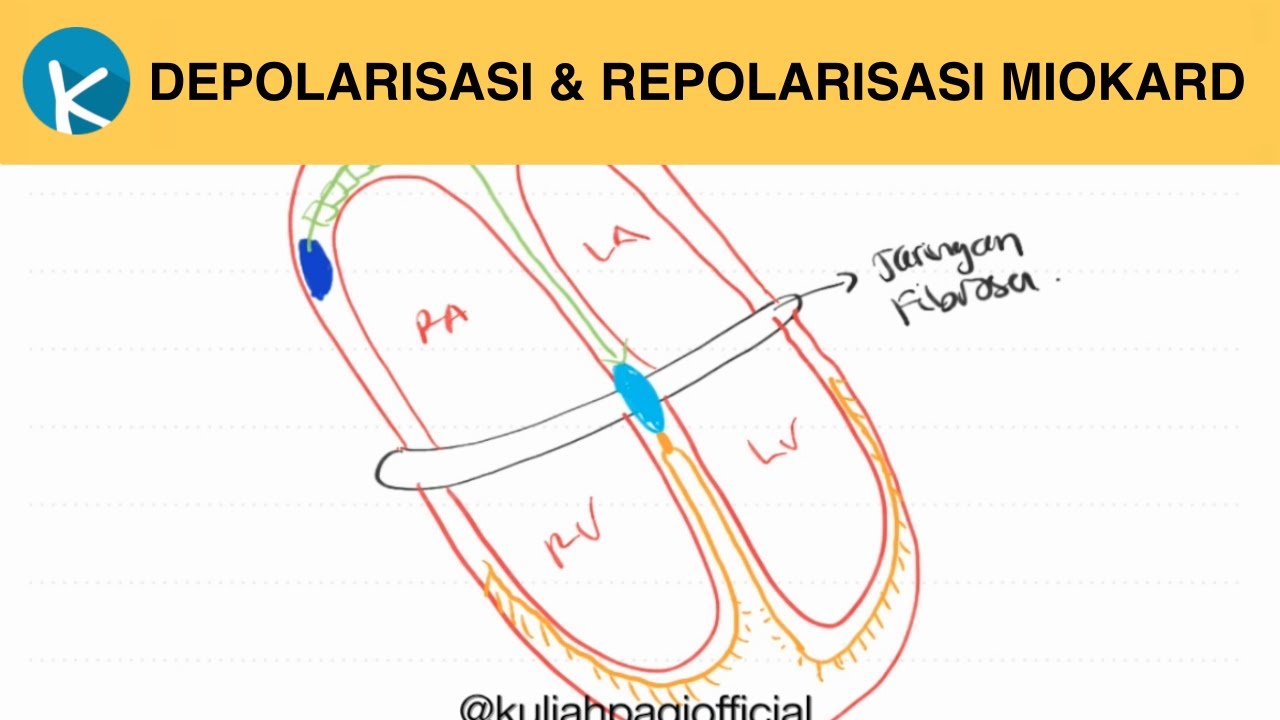 Depolarisasi dan Repolarisasi - Fisiologi Kelistrikan Jantung (1/5)