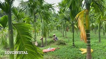 ಅಡಿಕೆ ತೋಟದ ಕೆಲಸ 2, ನೇಸರ್ಗಿಕ ತೋಟ, areca ಫಾರ್ಮ್, organic farming, Mansoon work started