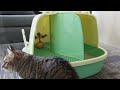 Emily pets cat products cat litter box