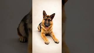 ДОН КОРЛЕОНЕ В ГРУМИНГ-САЛОНЕ #շներ #գրումինգ #Երևան #Հայաստան #armenia