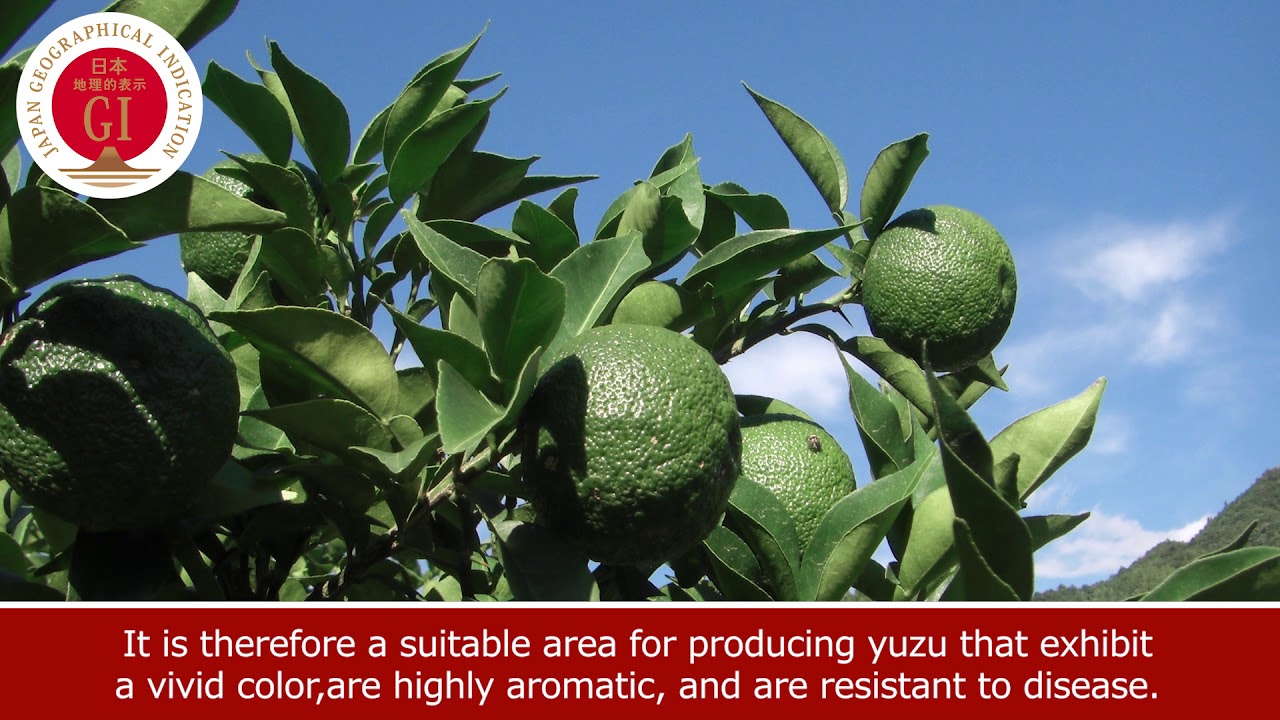 42 Kito Yuzu - YouTube
