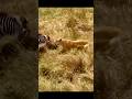 Wild Chase: Lion vs Zebra! 🦁🦓 #shortfeed #shortvideo #russia #usa