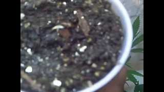 MattmanSeeds Not Going to Grow