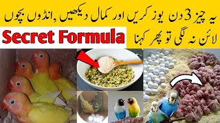 Birds natural breeding formula | budgies parrots breeding formula | Mujeeb Birds breeding