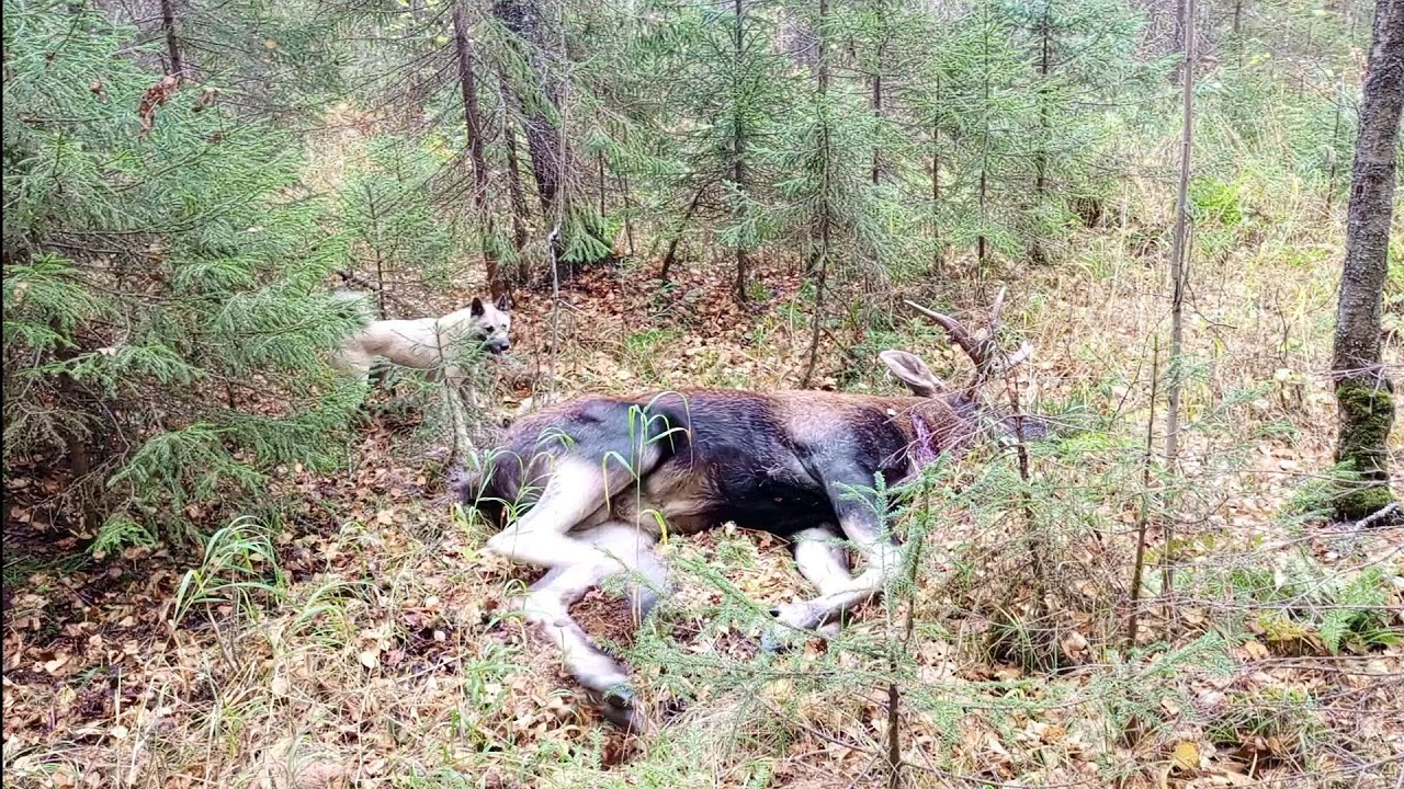 Охота на лося на вабу.Добрали лося.Хороший лось - YouTube