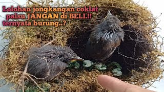 Lolohan jongkangan coklat palsu jangan di beli yuk simak biar g ketipu..!