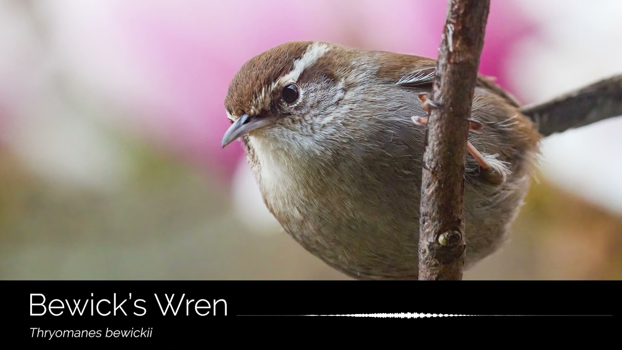 The song of the Bewick's Wren (Thryomanes bewickii) - YouTube