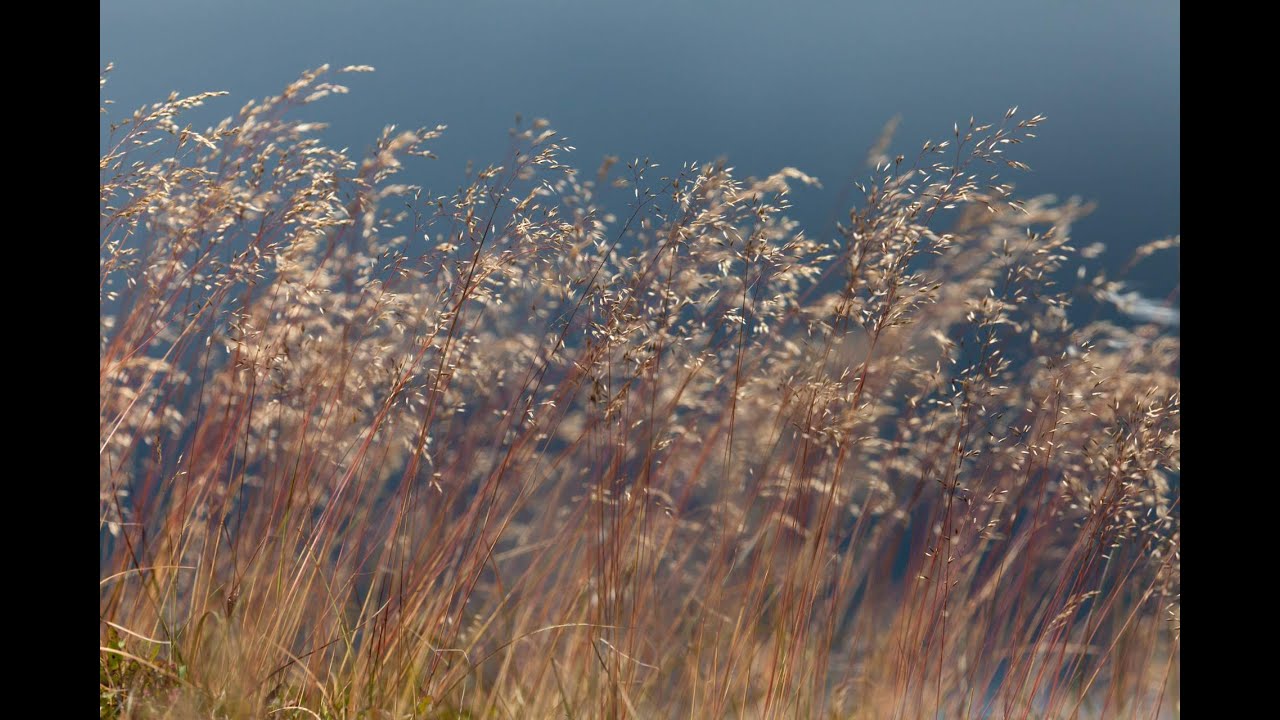 The Bogtastic Webcast: Moorland Plants