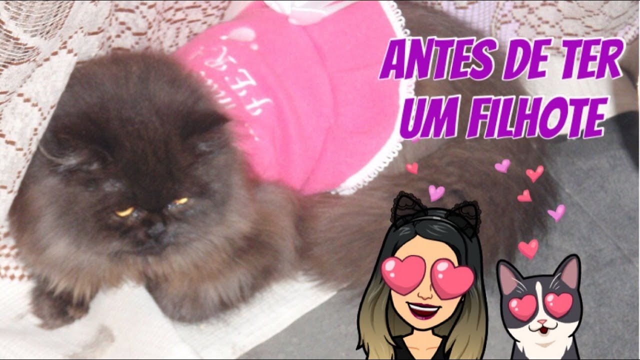 10 Coisas que você precisa Saber antes de ter um Filhote | Não adote nem compre um Gato sem ver isso