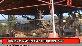 MIZIK ÇAMI KORUMA ALTINDA BULUNUYOR