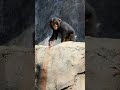 Great Ape Babies at the L.A. Zoo!