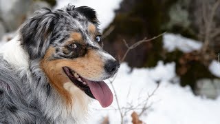 Australian Shepherds The Ideal Breed for a Balanced Urban and Rural Lifestyle