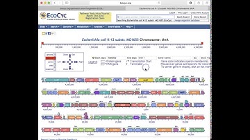 Introduction to BioCyc - Part 4 - Genes, Operons, Genome Browser, Sequence (2016)