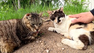 Cats lying on a hill are happy to be touched by humans