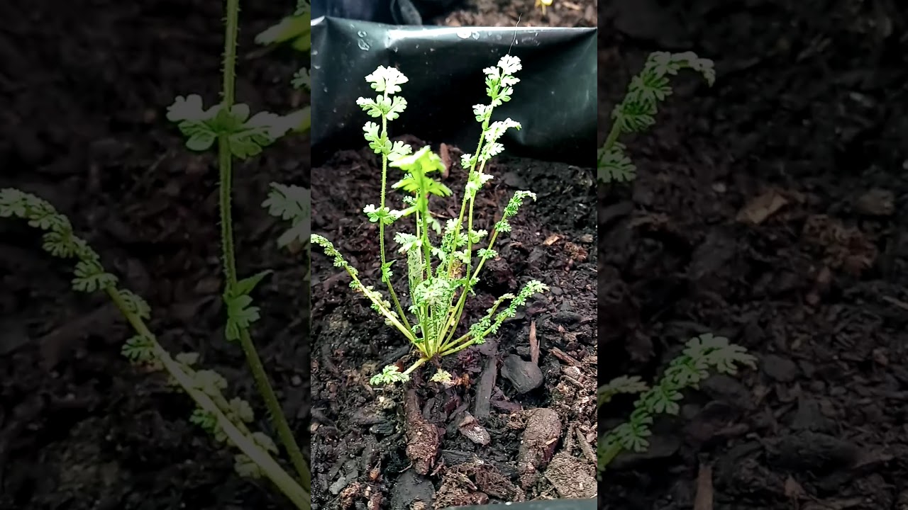 Dependable Farms Oregon - Indoor Clone Closet