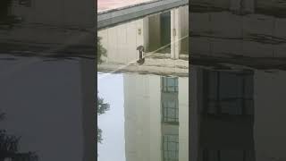 Skilled Rat Balances on a Pipe in the Middle of a Water Feature