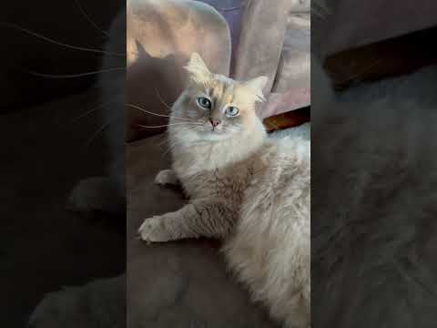 Возраст для кота не помеха. #cats #love #beautiful #shorts #малыш #подпишись #прелесть