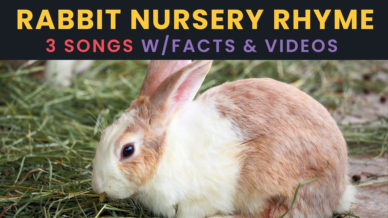 A Rabbit’s POV: Fun Farm Animal Rhyme & Facts! - YouTube