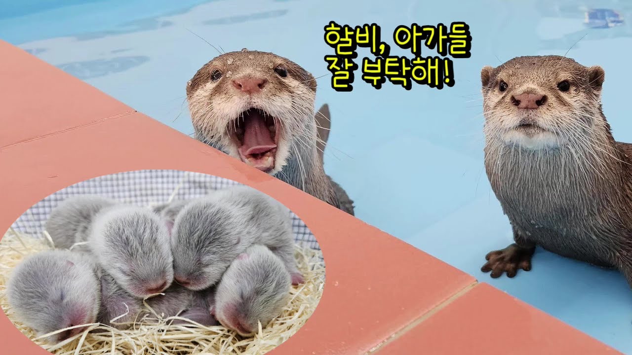 자기새끼 할아버지에게 맡기고 데이트가는 수달부부